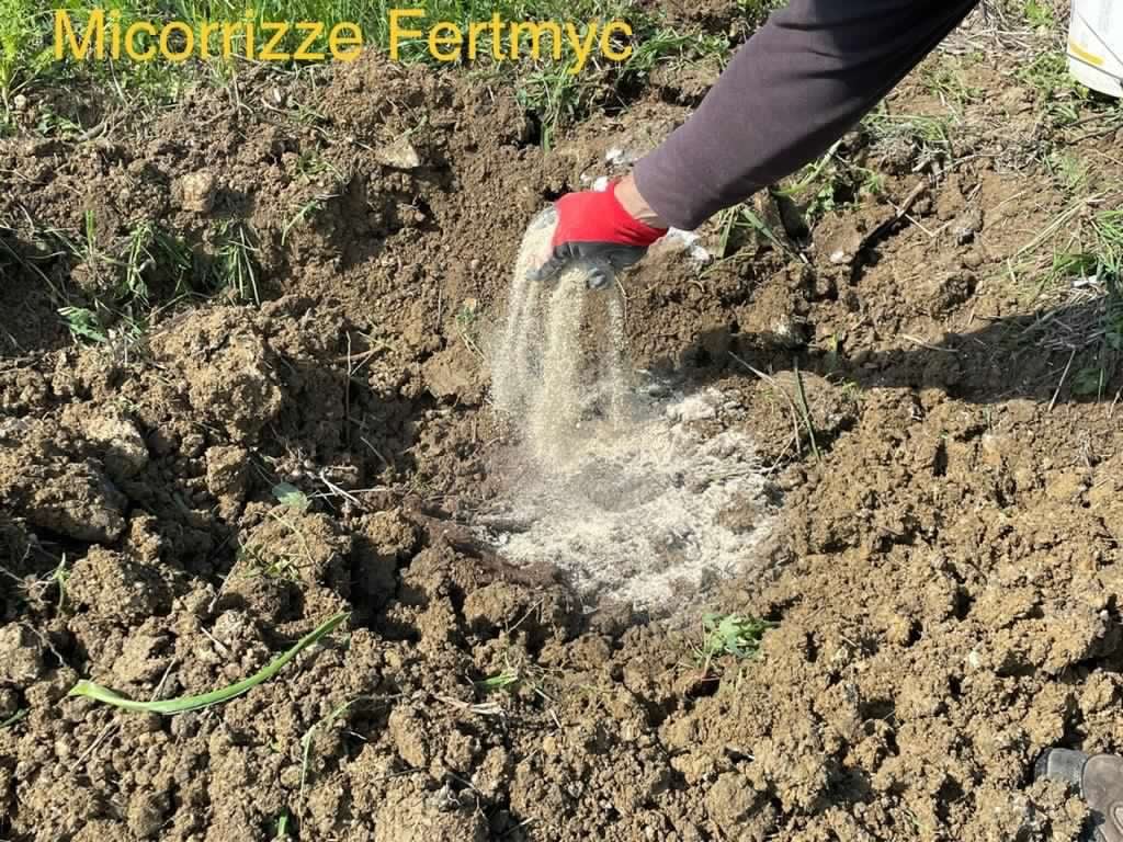 Mantenere e promuovere la fertilità del suolo con le micorrize.